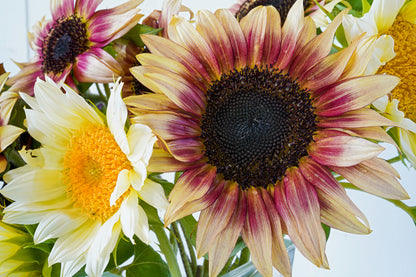 Sunflower Ruby Eclipse Seeds