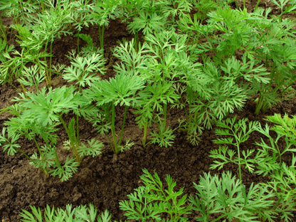 Carrot Sweet Candle F1 Seeds - Premium Show Variety