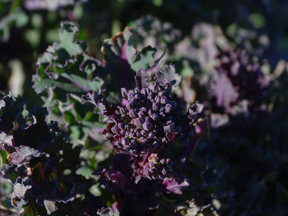 Broccoli Early Purple Sprouting Seeds