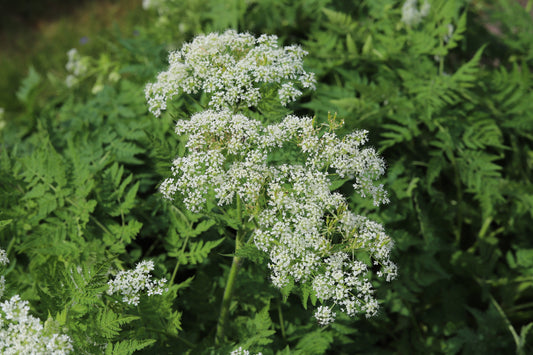 Suffolk Herbs Sweet Cicely 8 Seeds