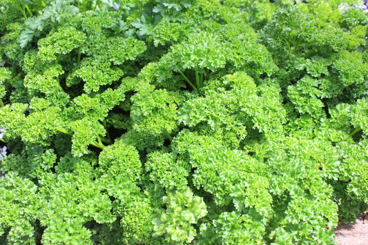Suffolk Herbs Organic Parsley Grune Perle 200 Seeds - Reduced Short Sow By Date Sept 2024