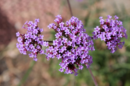 Verbena bonariensis Seeds