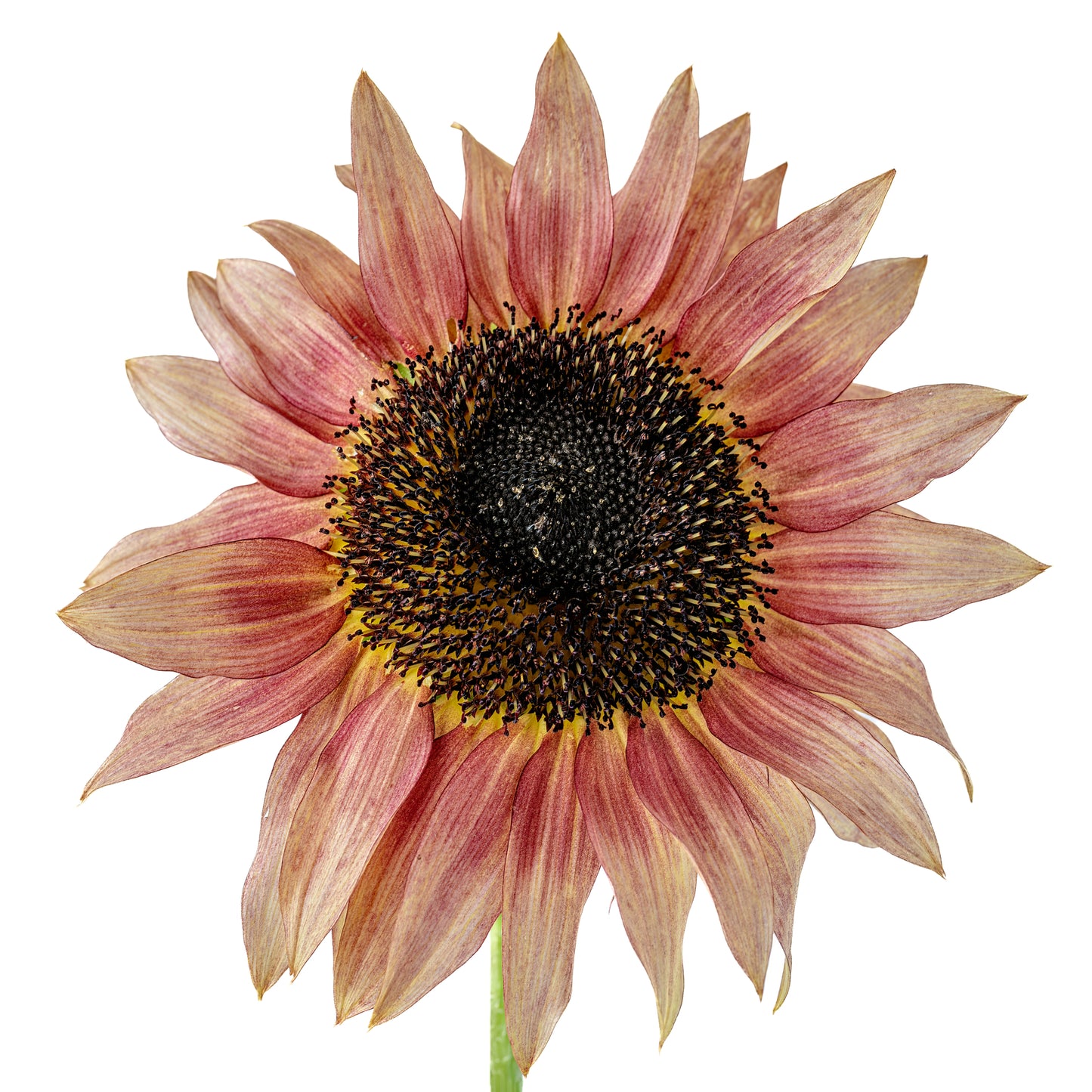 Sunflower Ruby Eclipse Seeds