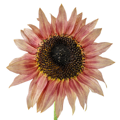 Sunflower Ruby Eclipse Seeds