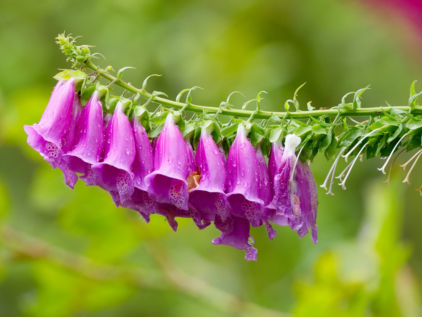Common Foxglove Seeds – Digitalis purpurea for Cottage Gardens & Wildlife