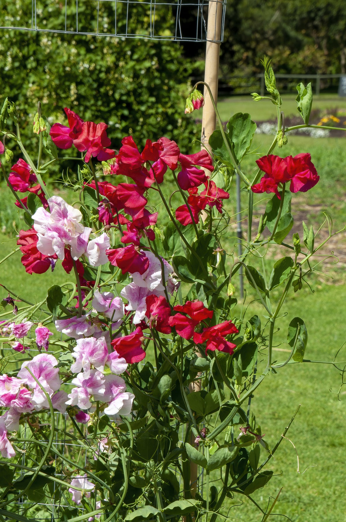 Growing Sweet Peas