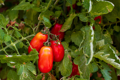 Tomato San Marzano Seeds
