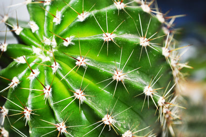 Cactus Crown Mix Seeds
