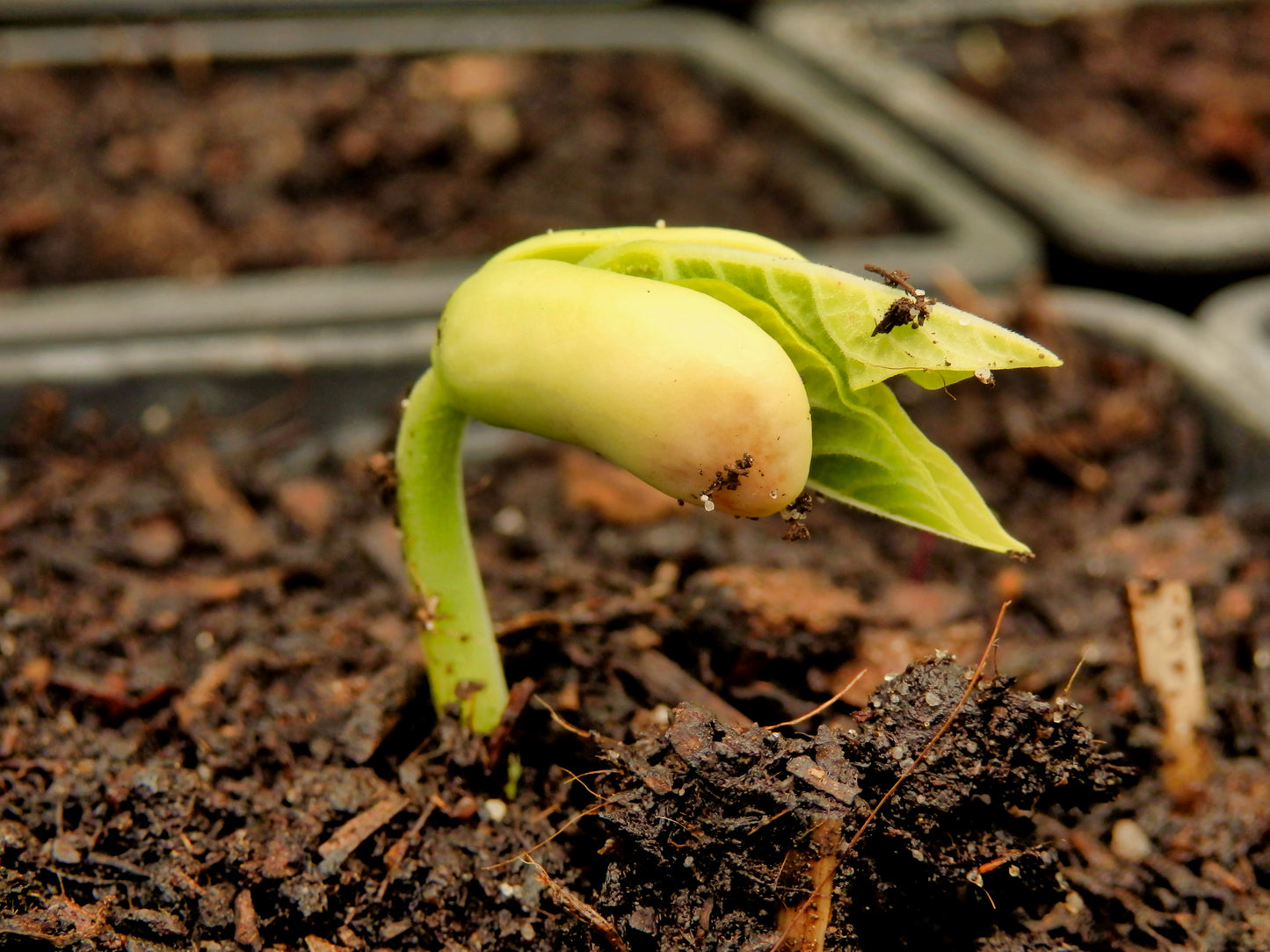 Climbing French Bean Blue Lake Seeds