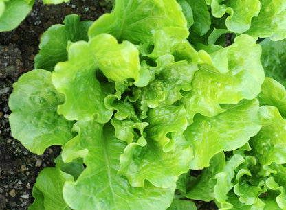 Lettuce Winter Density Seeds