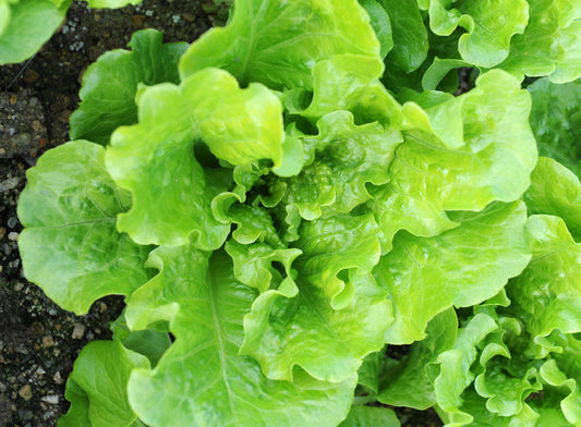 Lettuce Winter Density Seeds