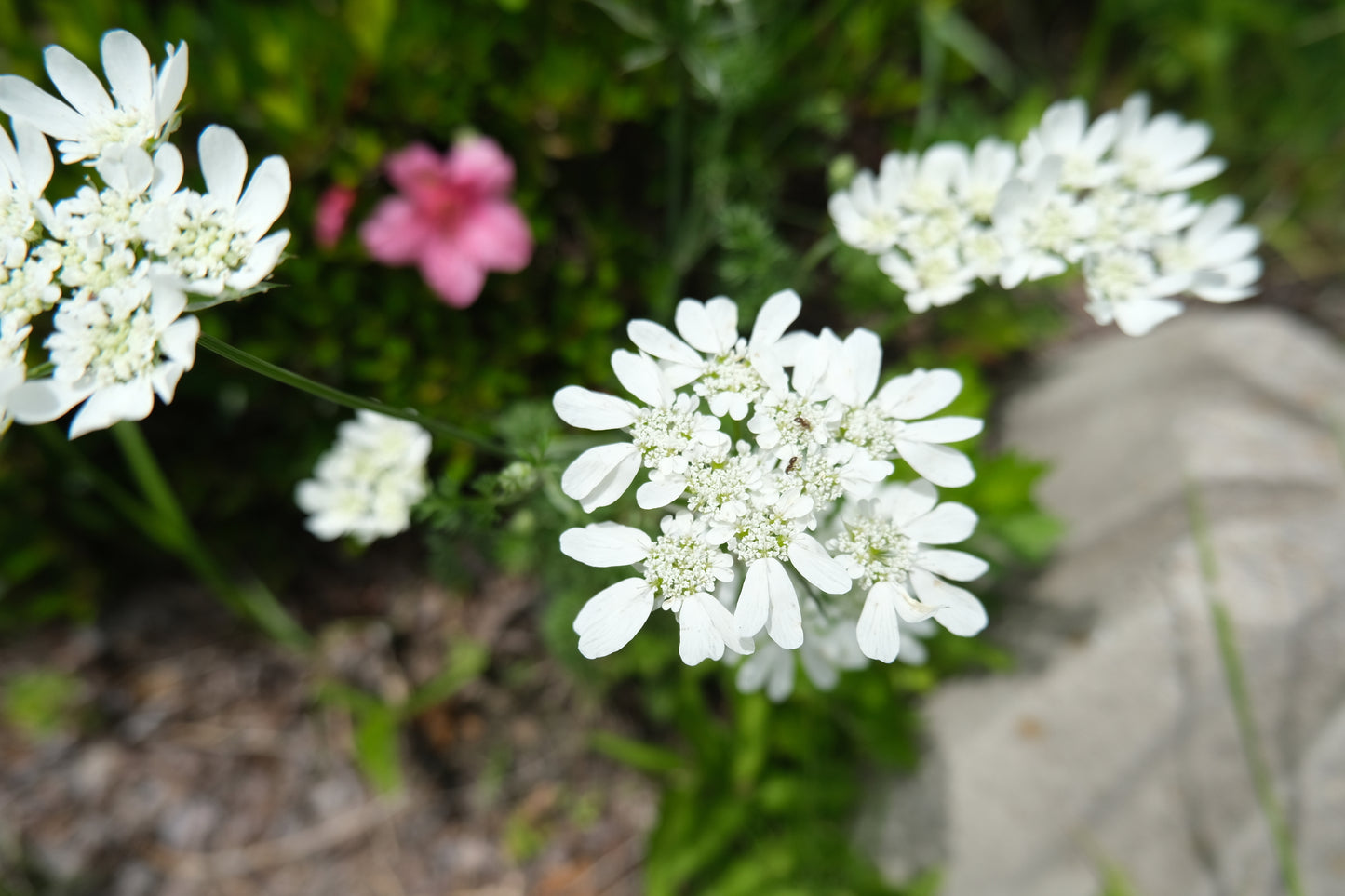 Orlaya grandiflora Seeds