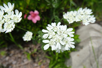 Orlaya grandiflora Seeds