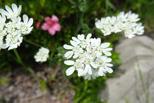 Orlaya grandiflora Seeds