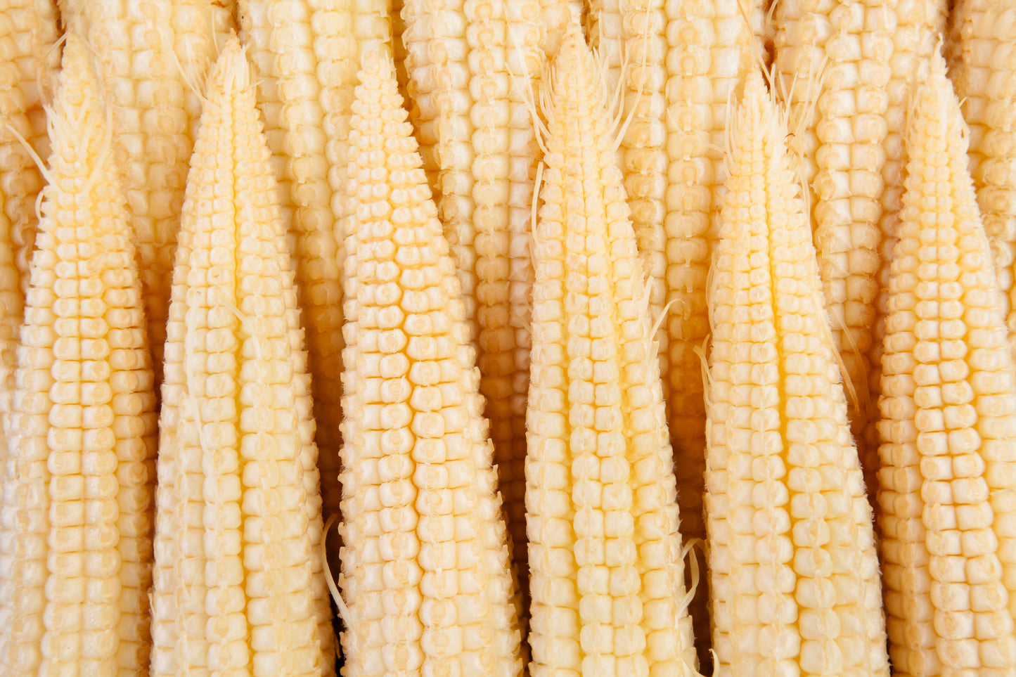 Sweetcorn Minipop F1 Seeds