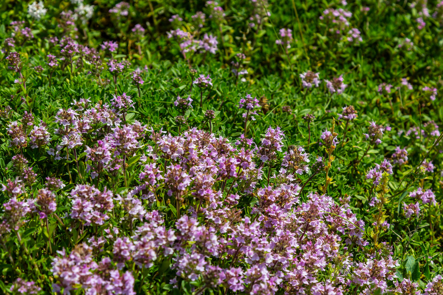 Thyme Purple Creeping Seeds