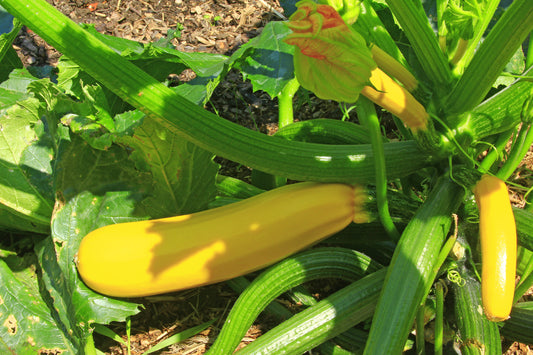 Courgette Yellow Star F1 Seeds