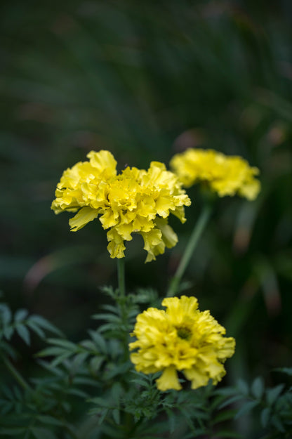 African Marigold Crackerjack Seeds