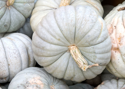 Winter Squash Crown Prince Seeds