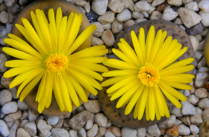 Lithops “Living Stone” Succulent – Mixed Colors | Cactus Seeds