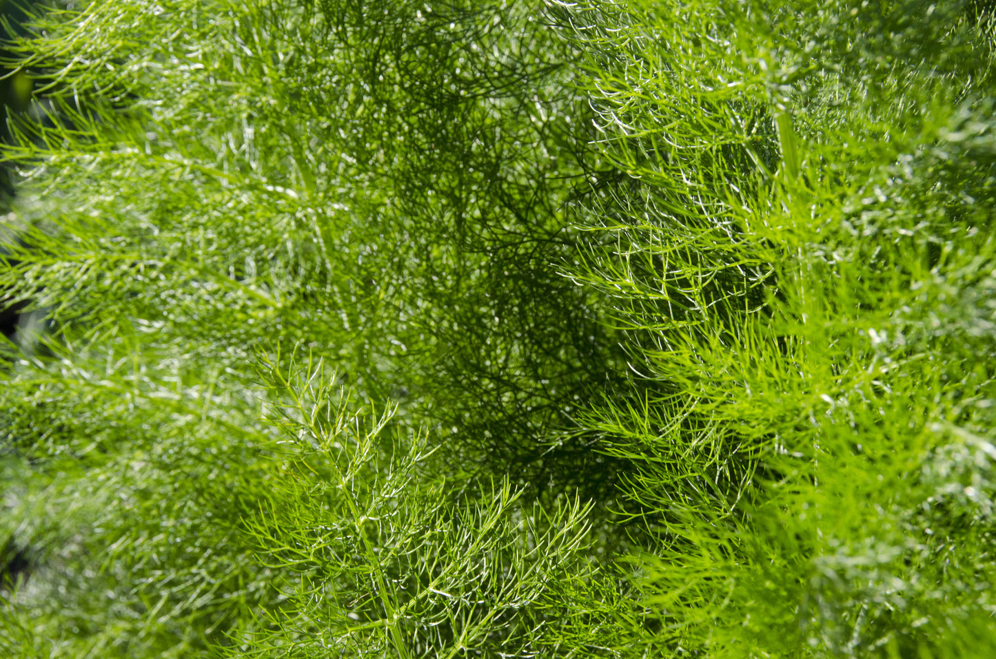 Common Dill Seeds – Anethum graveolens