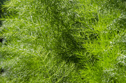 Common Dill Seeds – Anethum graveolens