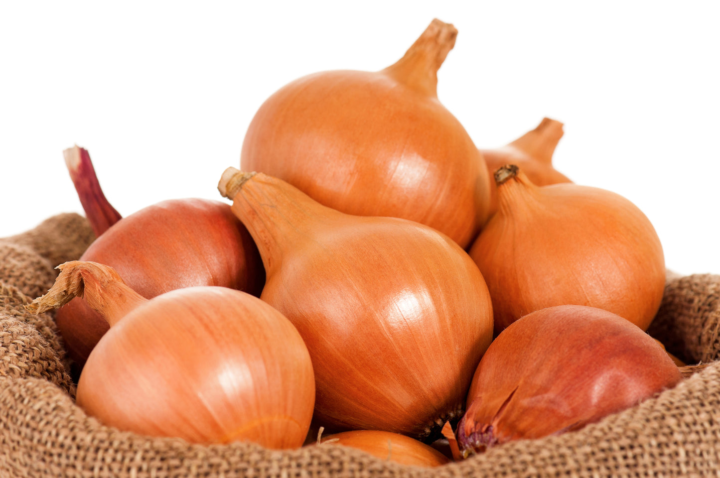 Autumn Onion Sets Autumn Champion