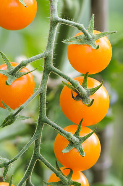 Tomato Sungold F1 Seeds