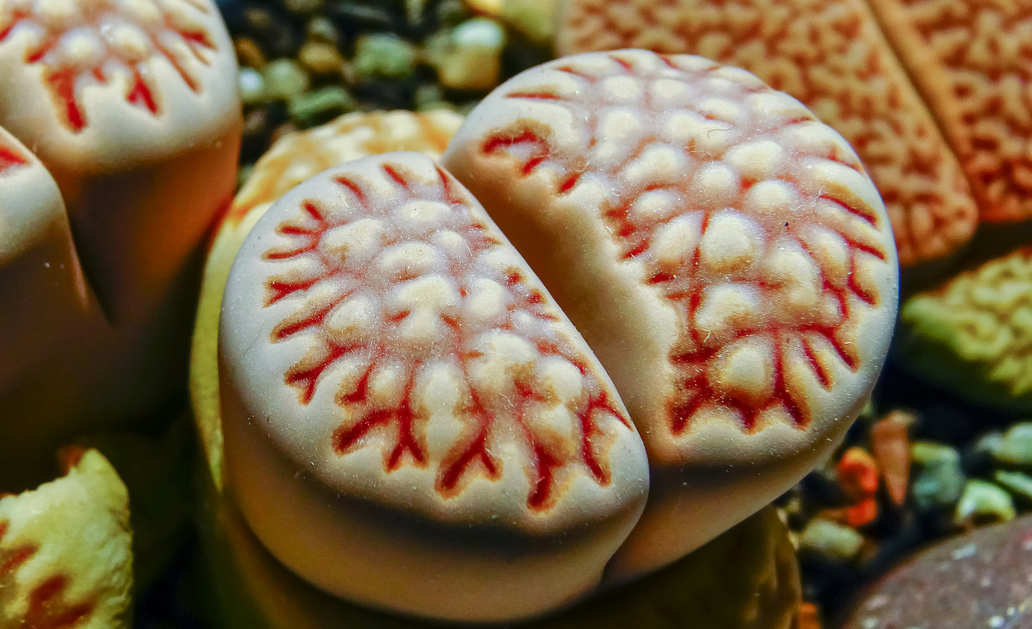 Lithops “Living Stone” Succulent Seeds – Mixed Colors | Cactus Seeds