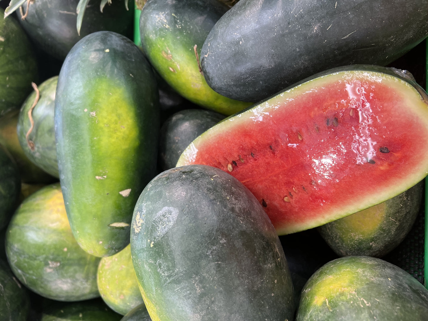 Watermelon Charleston Gray Seeds