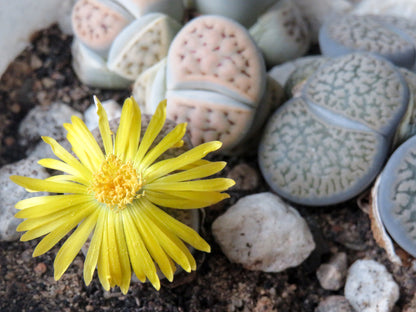 Lithops “Living Stone” Succulent – Mixed Colors | Cactus Seeds