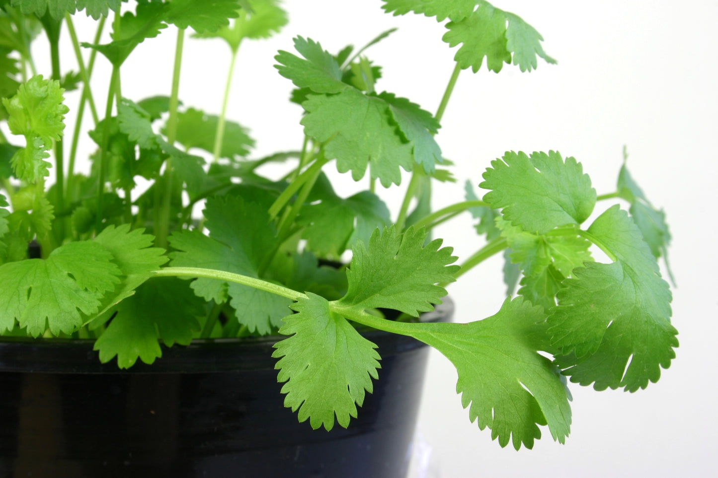 Coriander Green Aroma Seeds