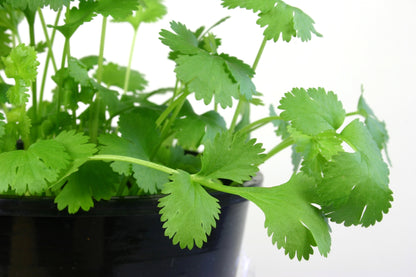 Coriander Green Aroma Seeds