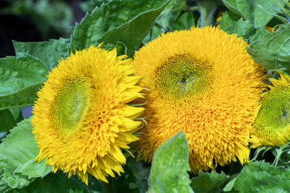 Sunflower Dwarf Teddy Bear Seeds