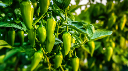Chilli Pepper Padron Seeds