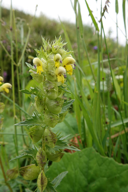 Wildflower Yellow Rattle - Rhinanthus Minor seeds