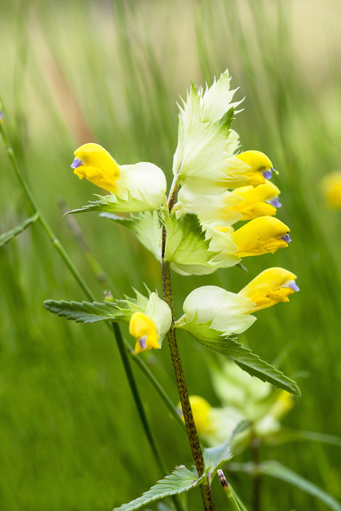 Wildflower Yellow Rattle Seeds Rhinanthus Minor
