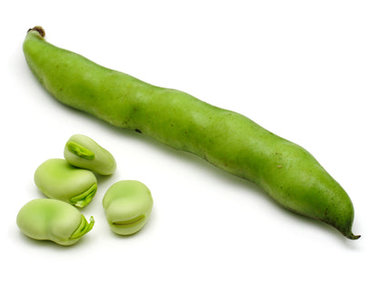 Broad Bean Aquadulce Claudia Seeds