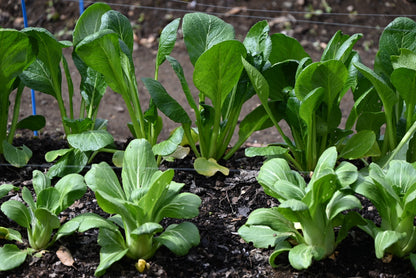Komatsuna Japanese Green Boy Seeds