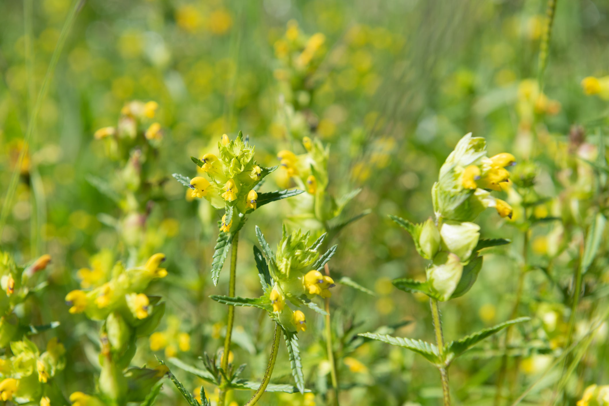 Wildflower Yellow Rattle Seeds Rhinanthus Minor – JustSeed