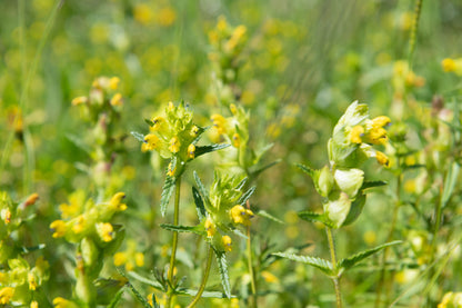 Wildflower Yellow Rattle - Rhinanthus Minor seeds