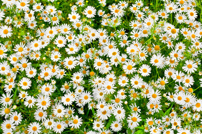Oxeye Daisy Leucanthemum vulgare Seeds