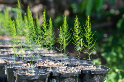 Asparagus Connover’s Colossal Seeds | Early Harvest Heirloom Variety