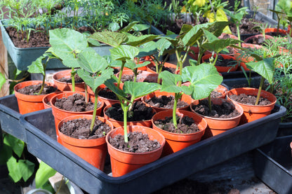 Runner Bean Enorma Seeds – Long Pod High Yield Variety