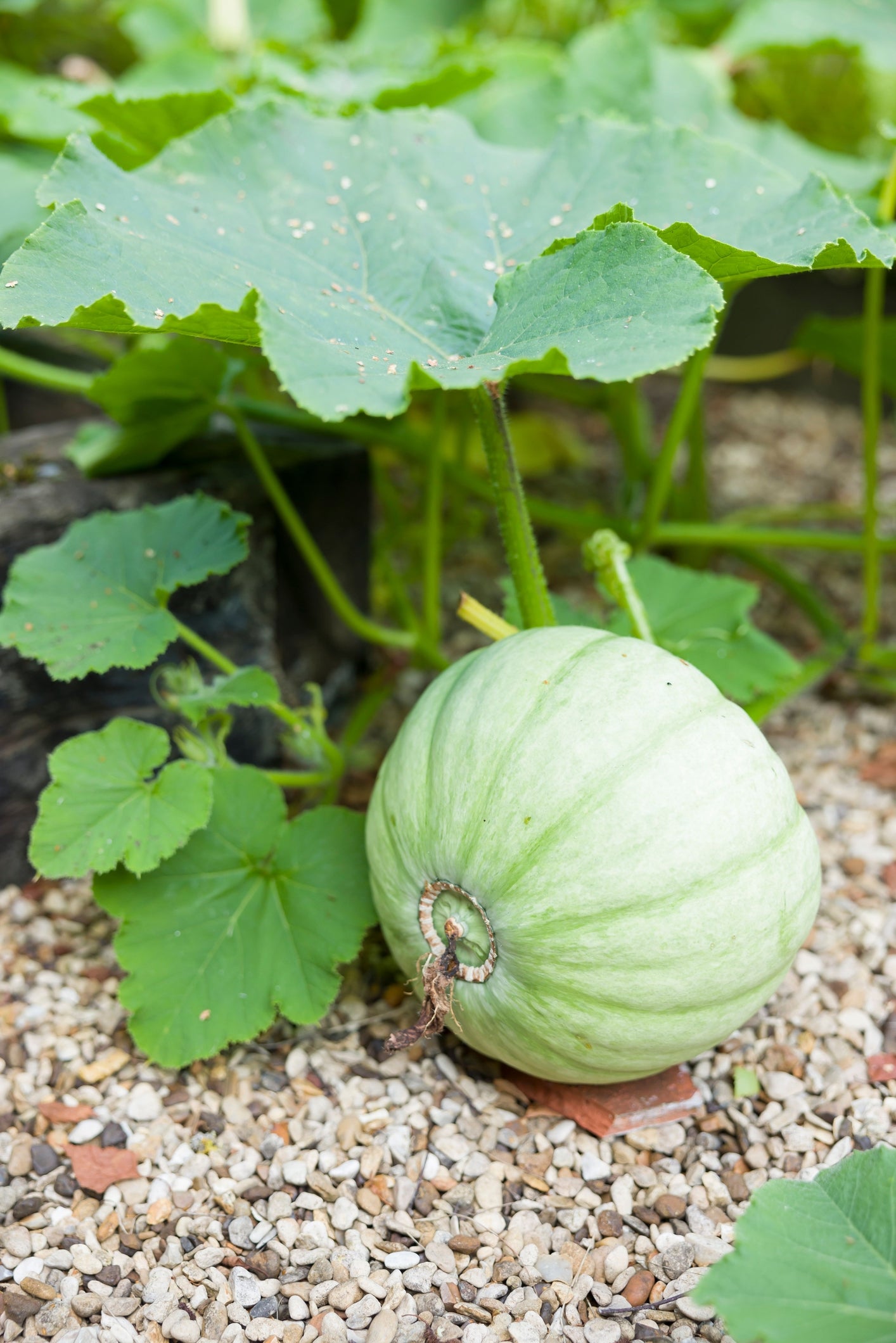 Winter Squash Crown Prince Seeds