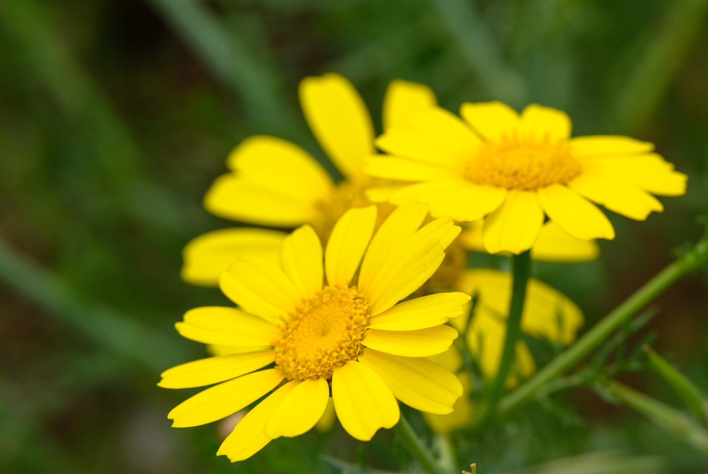Wild Flower Corn Marigold Seeds - Glebionis segetum