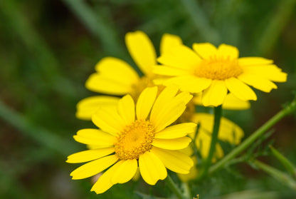 Wild Flower Corn Marigold Seeds - Glebionis segetum