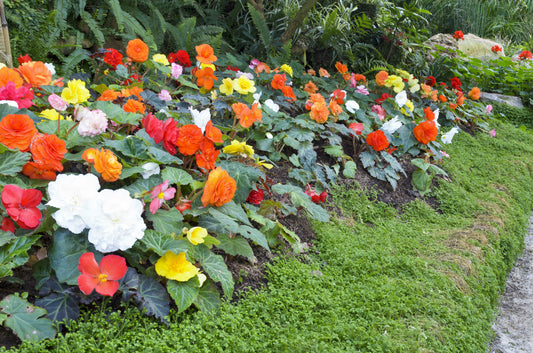 Begonia Nonstop Mixed F1 Hybrid Seeds