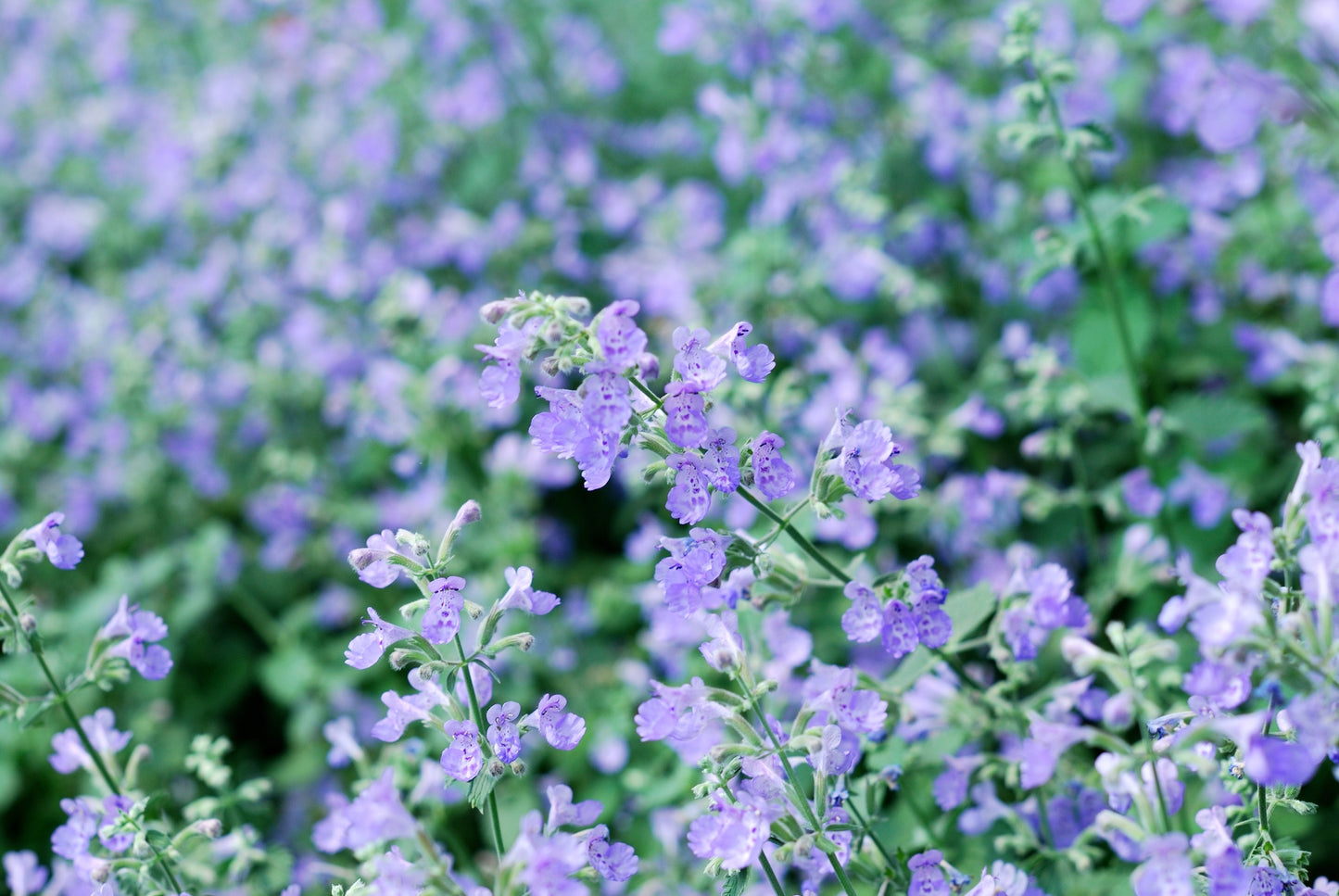 Catmint Nepeta cataria Seeds – Catnip Herb