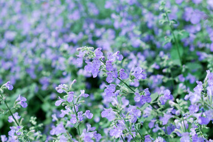 Catmint Nepeta cataria Seeds – Catnip Herb